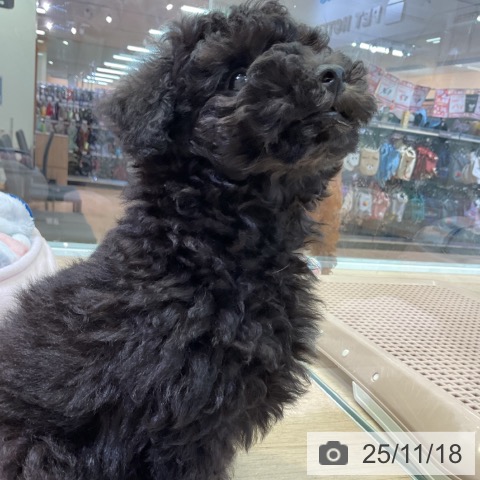 トイ・プードルの写真