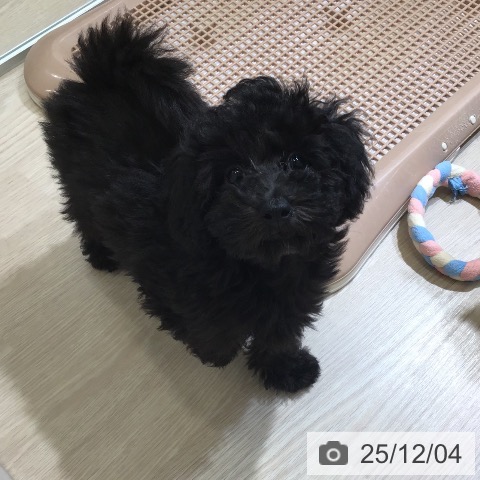 富山県のトイプードル(トイ) (ペットプラス 高岡店/2025年9月18日生まれ/女の子/ブラック)の子犬の3枚目の画像