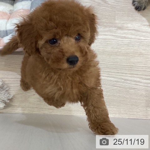 トイ・プードルの写真