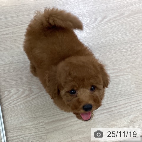 トイ・プードルの写真