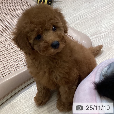 トイ・プードルの写真