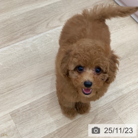 トイ・プードルの写真