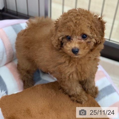 トイ・プードルの写真