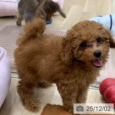 トイ・プードルの写真