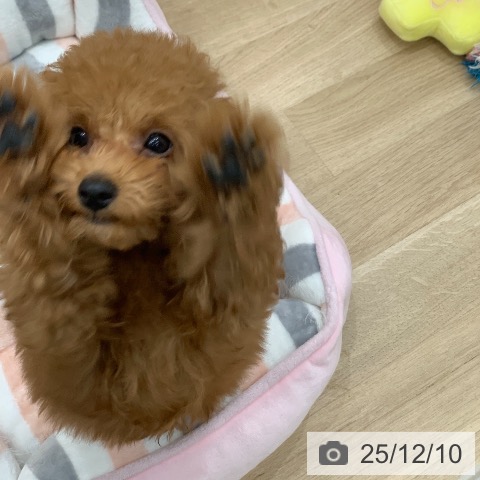 トイ・プードルの写真