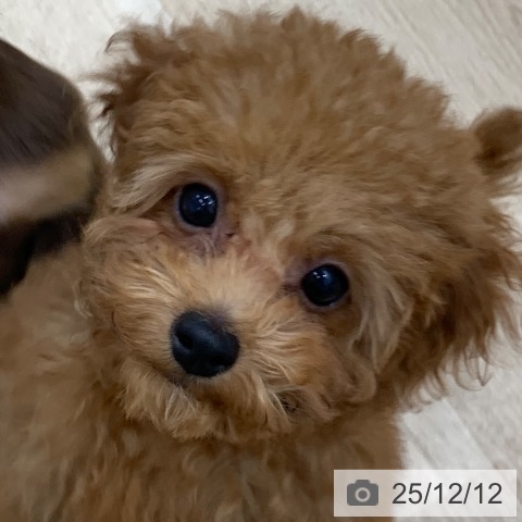 岐阜県のトイプードル(トイ) (ペットプラス 光ケ丘店/2025年9月18日生まれ/男の子/レッド)の子犬の4枚目の画像