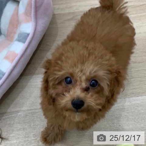 岐阜県のトイプードル(トイ) (ペットプラス 光ケ丘店/2025年9月18日生まれ/男の子/レッド)の子犬の4枚目の画像