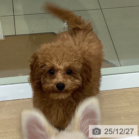 三重県のトイプードル(トイ) (ペットプラス 四日市泊店/2025年9月18日生まれ/男の子/レッド)の子犬の4枚目の画像