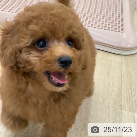 トイ・プードルの写真