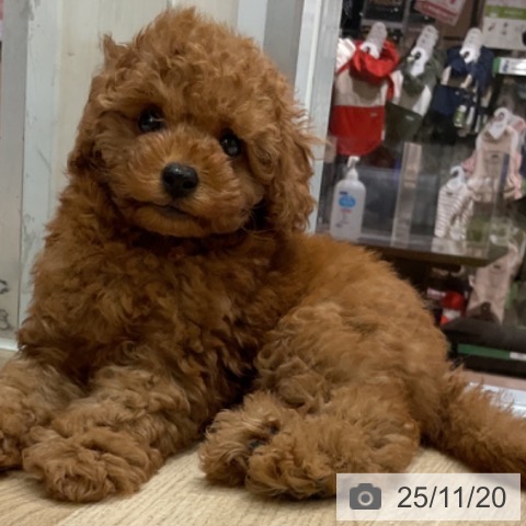 トイ・プードルの写真