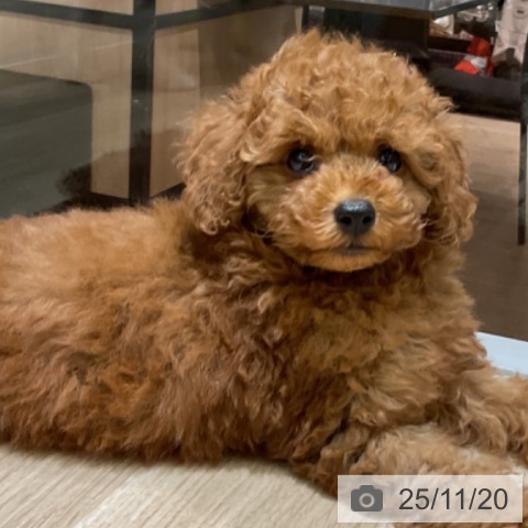 トイ・プードルの写真