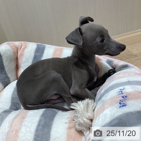 イタリアン・グレーハウンドの写真