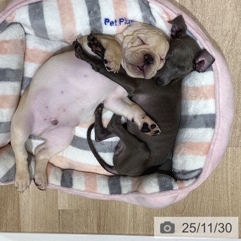 長野県のイタリアングレーハウンド (ペットプラス 須坂店/2025年9月11日生まれ/男の子/ブルーホワイトマーキングス)の子犬の4枚目の画像