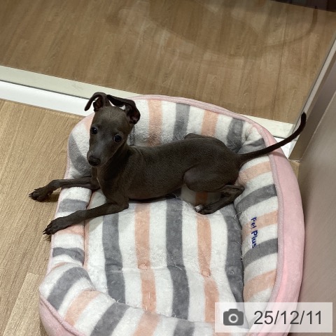 長野県のイタリアングレーハウンド (ペットプラス 須坂店/2025年9月11日生まれ/男の子/ブルーホワイトマーキングス)の子犬の4枚目の画像