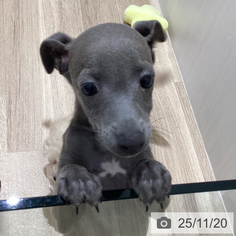 イタリアン・グレーハウンドの写真