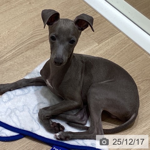 長野県のイタリアングレーハウンド (ペットプラス 須坂店/2025年9月11日生まれ/男の子/ブルーホワイトマーキングス)の子犬の3枚目の画像