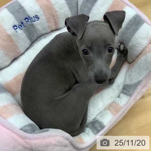 イタリアン・グレーハウンドの写真