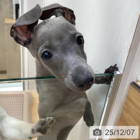 長野県のイタリアングレーハウンド (ペットプラス 松本店/2025年9月11日生まれ/男の子/ブルーホワイトマーキングス)の子犬の4枚目の画像