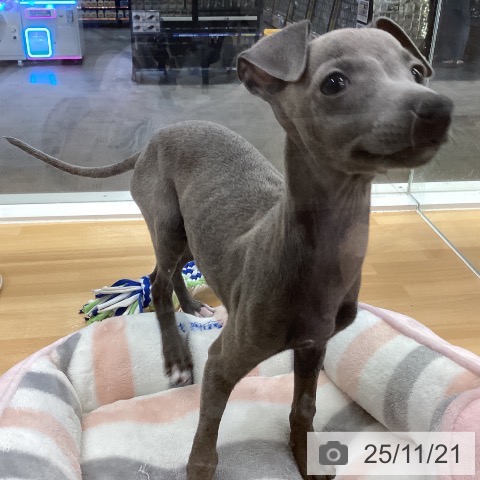 長野県のイタリアングレーハウンド (ペットプラス 松本店/2025年9月11日生まれ/男の子/ブルーホワイトマーキングス)の子犬の3枚目の画像