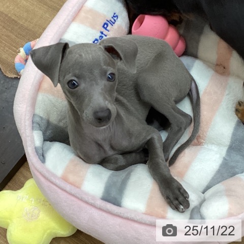 東京都のイタリアングレーハウンド (ペッツワン 青梅インター店/2025年9月11日生まれ/女の子/ブルーホワイトマーキングス)の子犬の4枚目の画像
