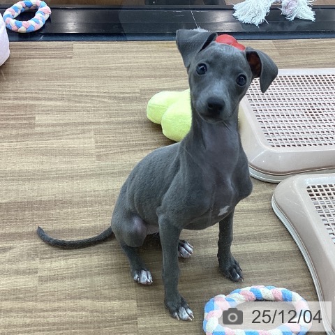 東京都のイタリアングレーハウンド (ペッツワン 青梅インター店/2025年9月11日生まれ/女の子/ブルーホワイトマーキングス)の子犬の3枚目の画像