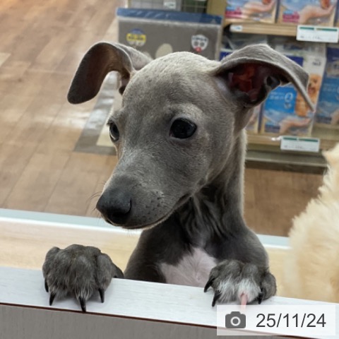 イタリアン・グレーハウンドの写真