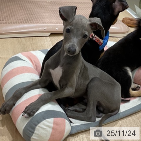 イタリアン・グレーハウンドの写真