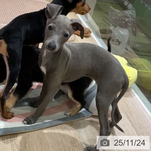 イタリアン・グレーハウンドの写真