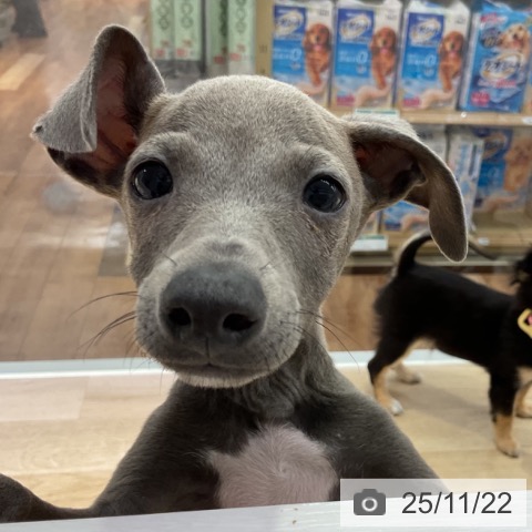 イタリアン・グレーハウンドの写真