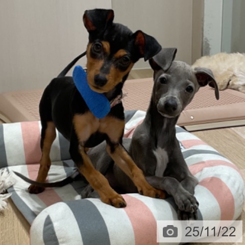 イタリアン・グレーハウンドの写真