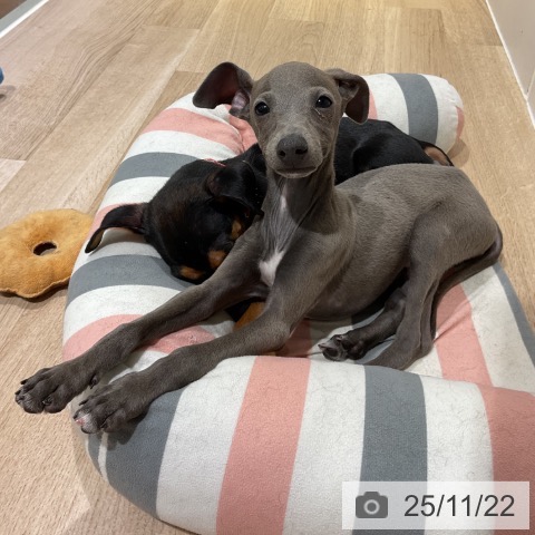 イタリアン・グレーハウンドの写真