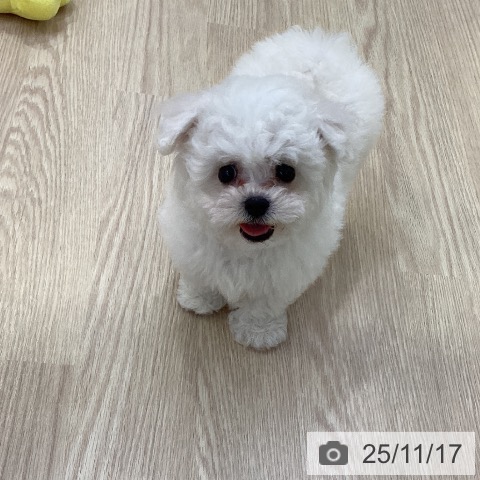 ビション・フリーゼの写真