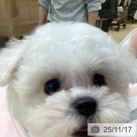 ビション・フリーゼの写真