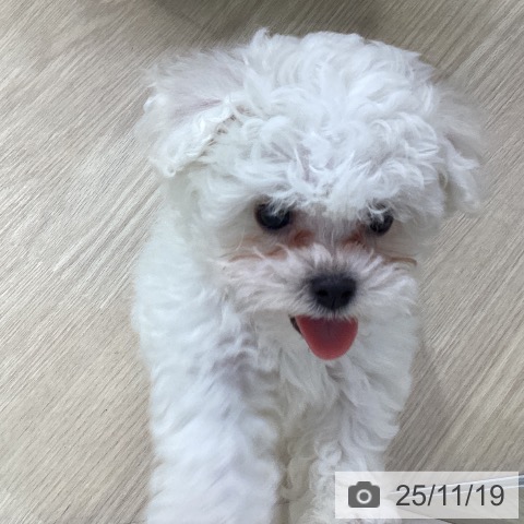 愛知県のビションフリーゼ (ペットプラス ナゴヤドーム前店/2025年9月16日生まれ/男の子/ホワイト)の子犬の4枚目の画像