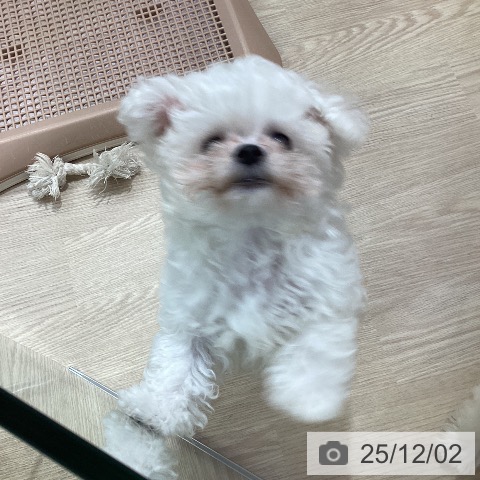 愛知県のビションフリーゼ (ペットプラス ナゴヤドーム前店/2025年9月16日生まれ/男の子/ホワイト)の子犬の3枚目の画像