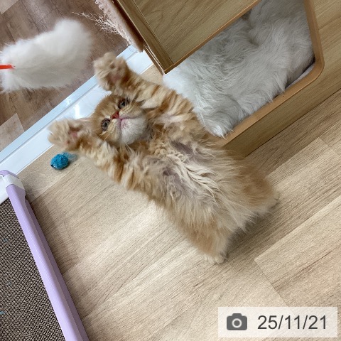 愛知県のラガマフィン (ペットプラス みなと店/2025年9月10日生まれ/男の子/レッドタビー)の子猫の4枚目の画像