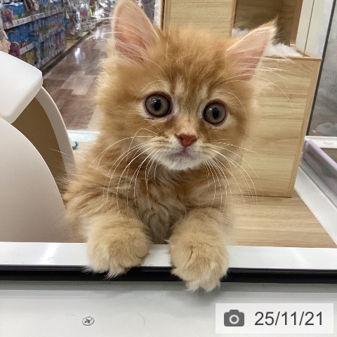 愛知県のラガマフィン (ペットプラス みなと店/2025年9月10日生まれ/男の子/レッドタビー)の子猫の3枚目の画像