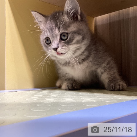 マンチカンの写真