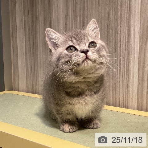 マンチカンの写真