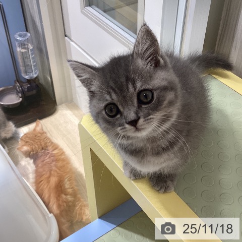 マンチカンの写真