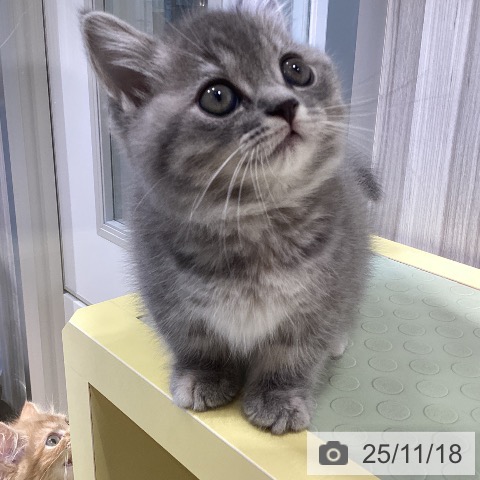 マンチカンの写真