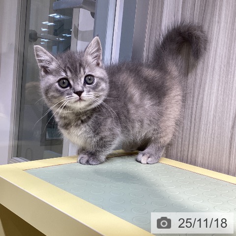 マンチカンの写真