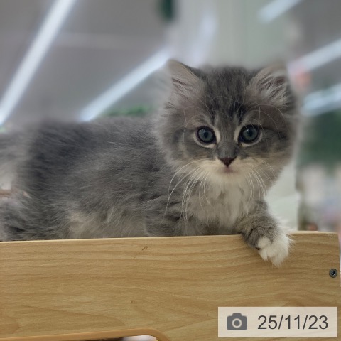 岐阜県のラガマフィン (ペットプラス 光ケ丘店/2025年9月18日生まれ/女の子/ブルーパッチドタビーホワイト)の子猫の4枚目の画像