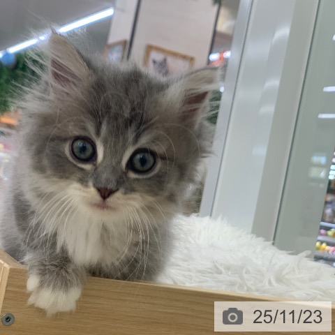 岐阜県のラガマフィン (ペットプラス 光ケ丘店/2025年9月18日生まれ/女の子/ブルーパッチドタビーホワイト)の子猫の3枚目の画像