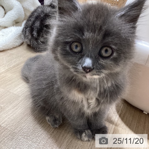 ラガマフィンの写真