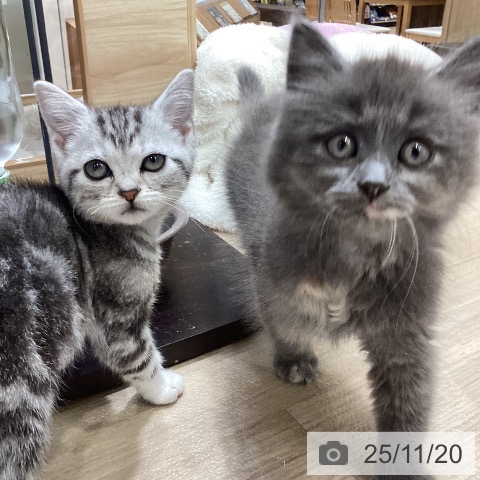 ラガマフィンの写真