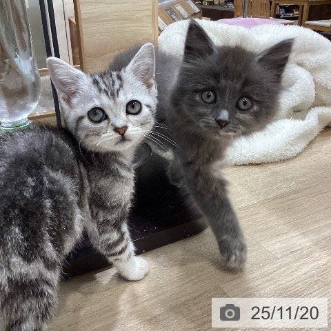 ラガマフィンの写真