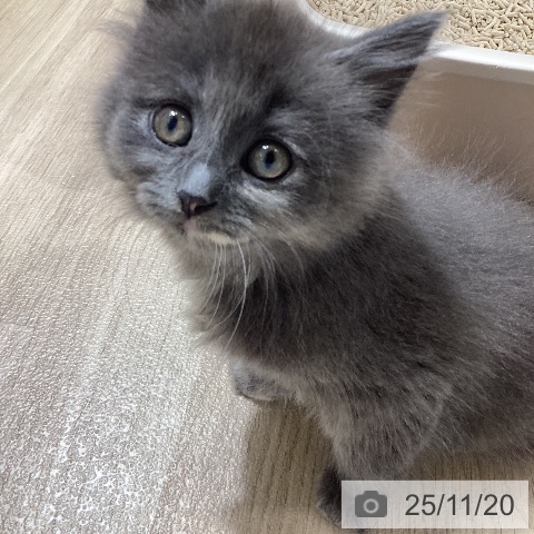 ラガマフィンの写真