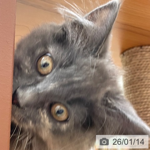 愛知県のラガマフィン (ペットプラス 上飯田店/2025年9月18日生まれ/女の子/ブルーパッチドタビー)の子猫の4枚目の画像