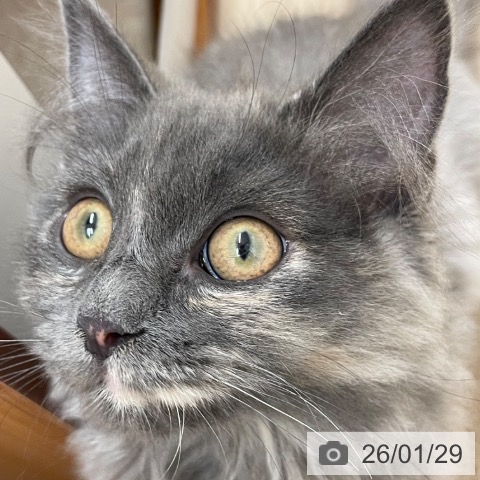 愛知県のラガマフィン (ペットプラス 上飯田店/2025年9月18日生まれ/女の子/ブルーパッチドタビー)の子猫の4枚目の画像